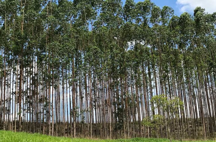 Árvores de floresta plantada no Brasil