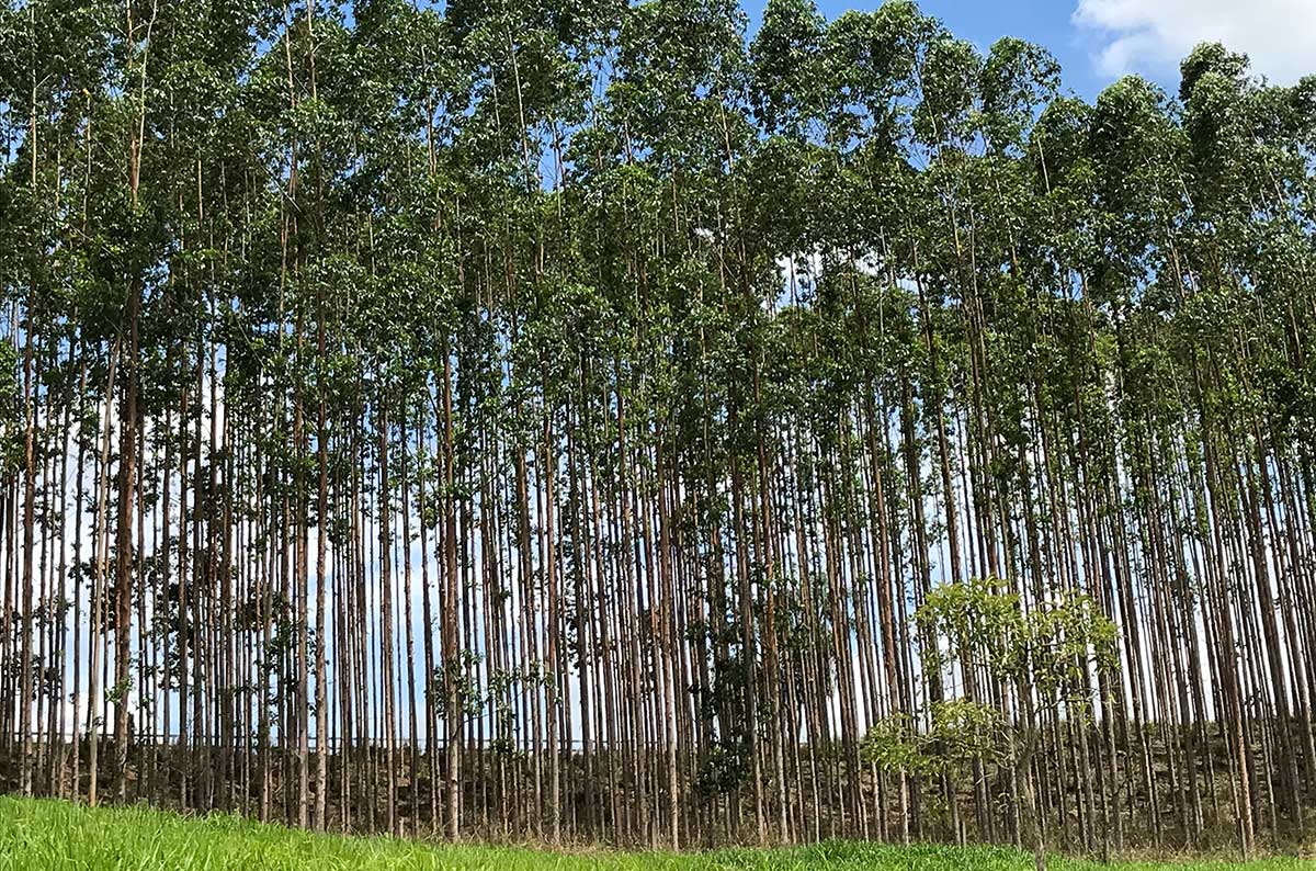 Árvores de floresta plantada no Brasil