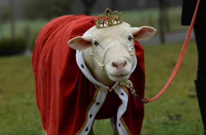 Morre Chanel, ovelha influenciadora com mais de 720 mil seguidores