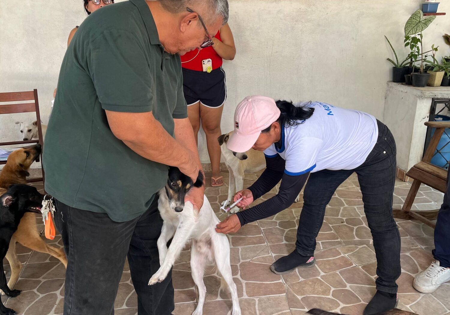 Cão recebe vacina antirrábica durante atendimento em Manaus