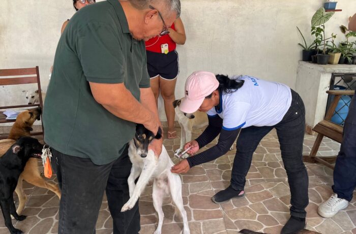 Cão recebe vacina antirrábica durante atendimento em Manaus