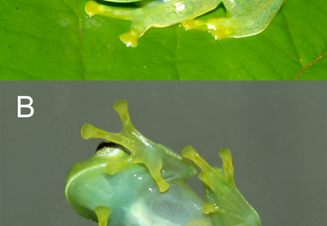 Duas fotografias do exemplar vivo de Vitreorana micaelae: vista superior verde e vista inferior translúcida.