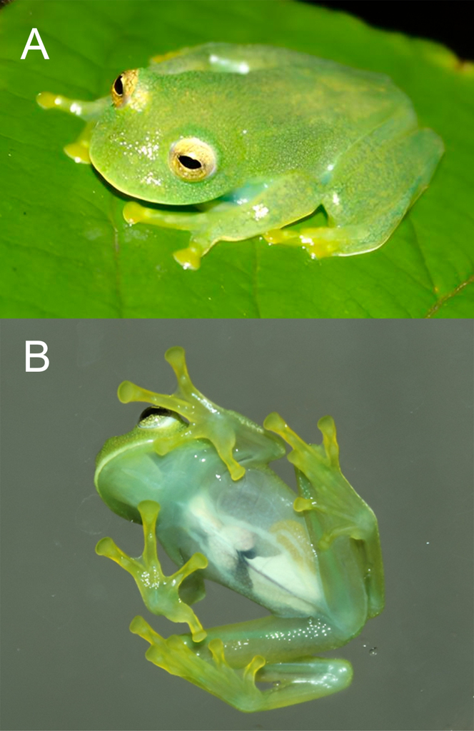 Duas fotografias do exemplar vivo de Vitreorana micaelae: vista superior verde e vista inferior translúcida.
